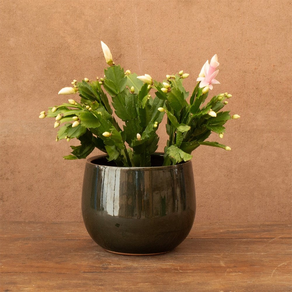 Schlumbergera white-flowered | Houseplant