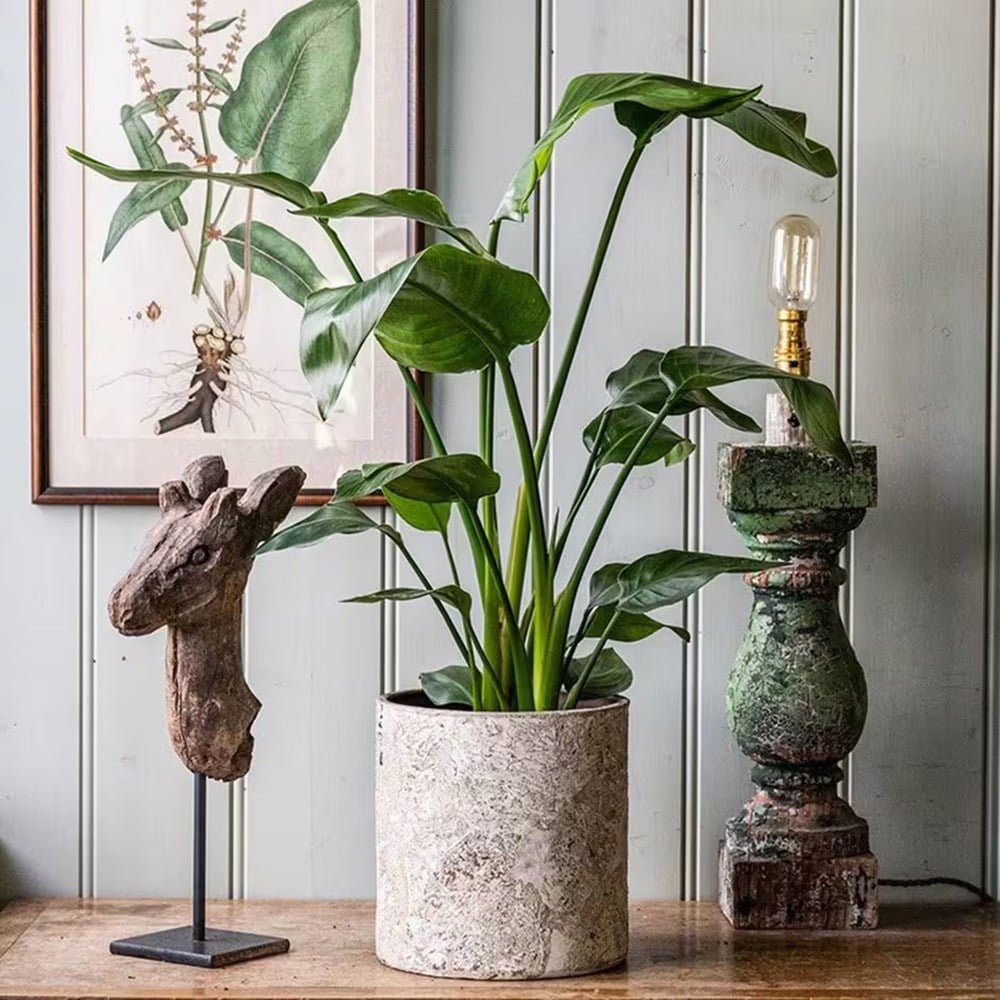 Product options image