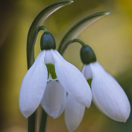 Galanthus ikariae - potted bulbs