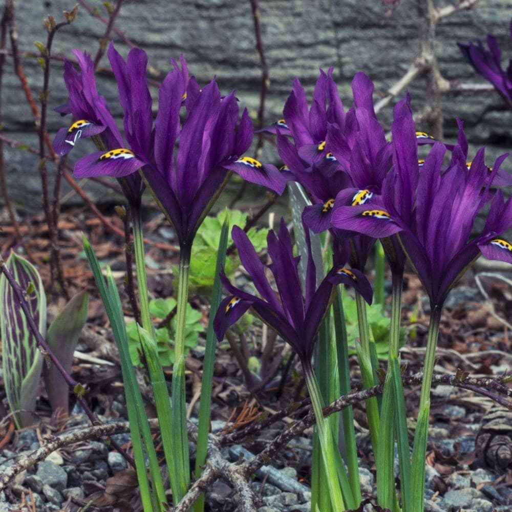 Product options image