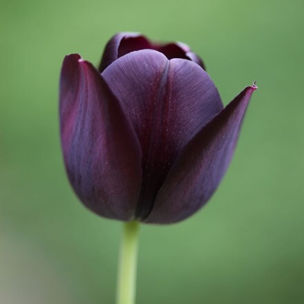 Tulipa Queen of Night - potted bulbs