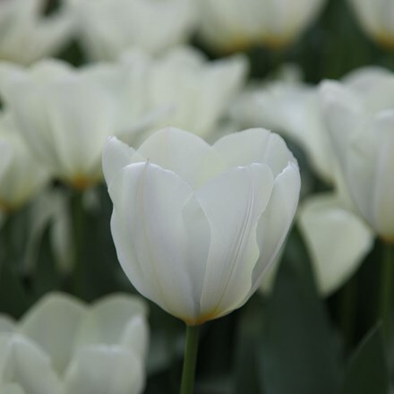 Tulipa Purissima - potted bulbs