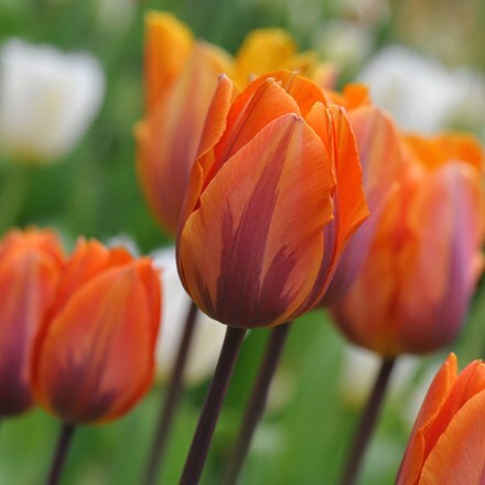 Tulipa Prinses Irene - potted bulbs