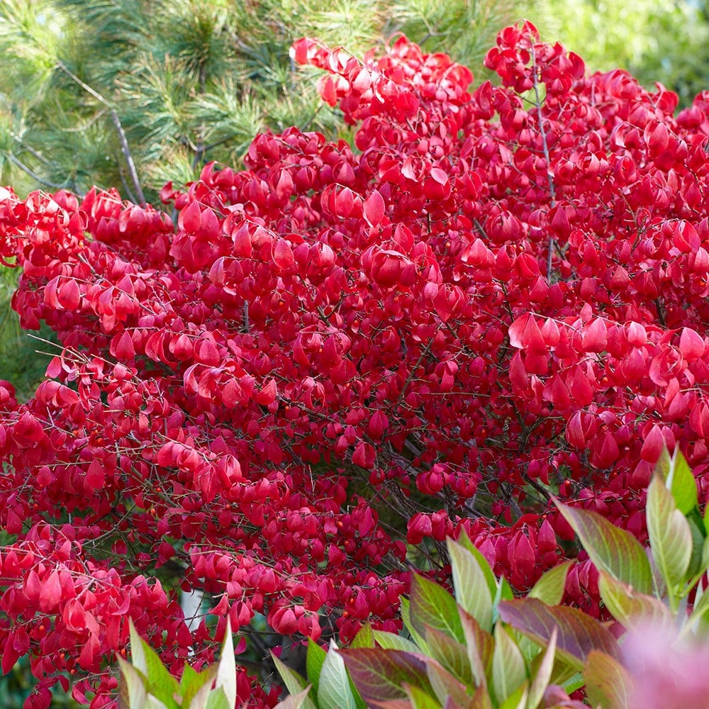 Product options image