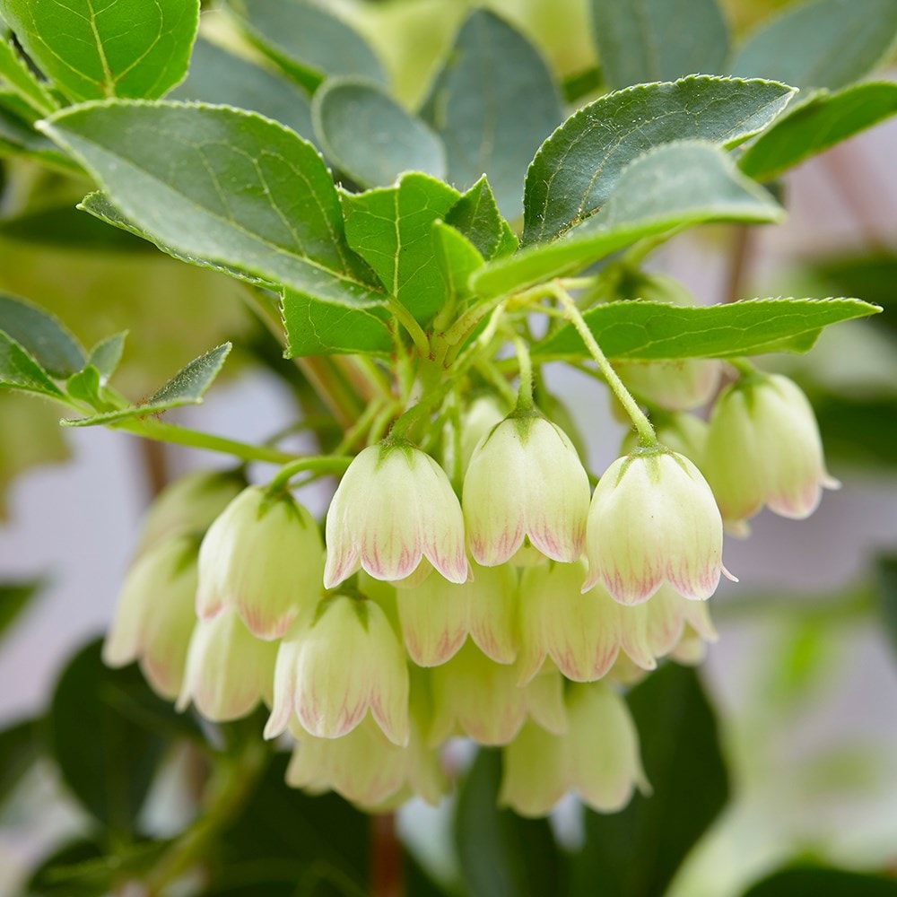 <i>Enkianthus campanulatus</i> <b class=small-caps>Prettycoat </b> ('Jww10') (PBR)