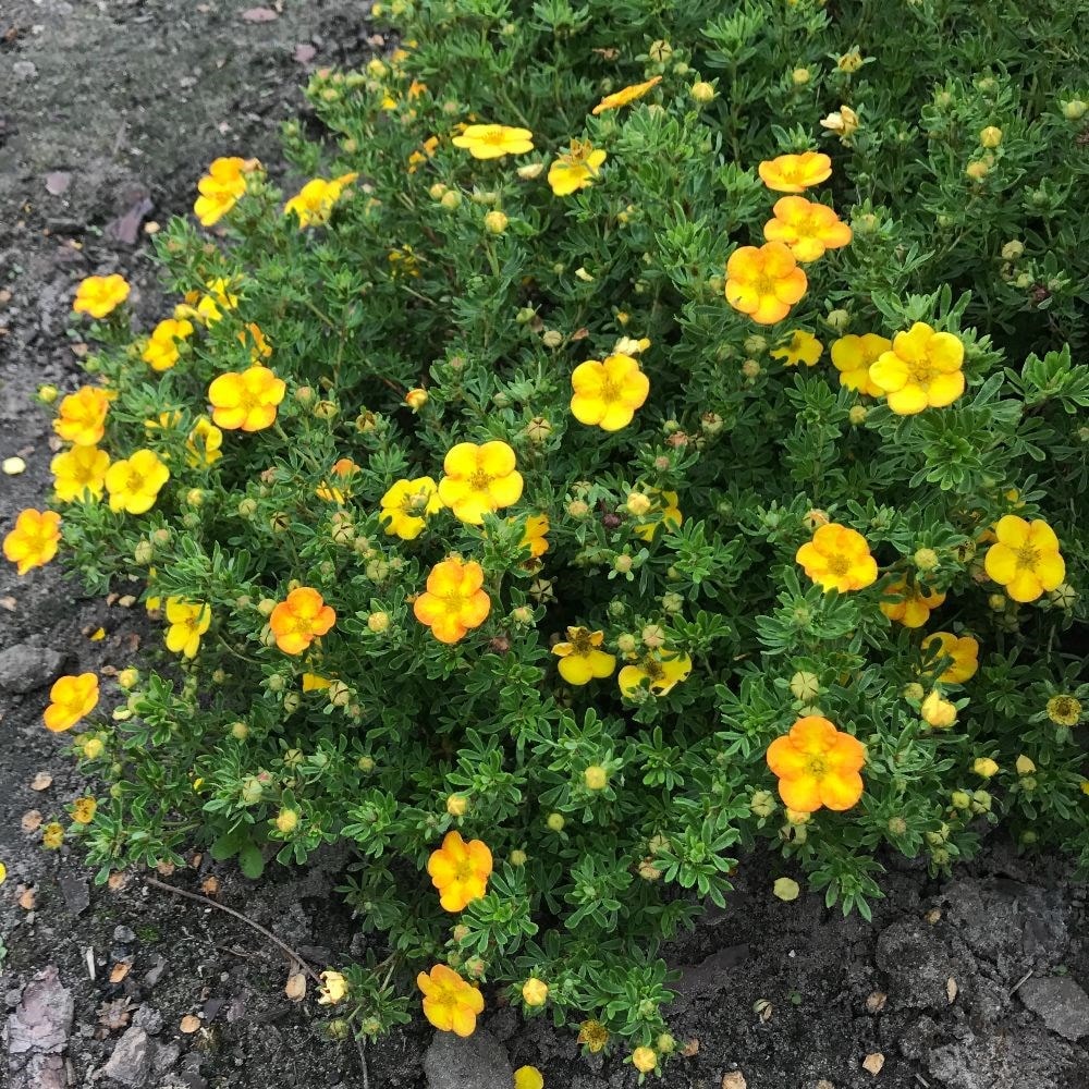 Buy Shrubby Cinquefoil Potentilla Fruticosa Bella Lindsey ('Hendlin ...