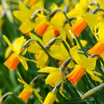 Narcissus Jetfire - potted bulbs