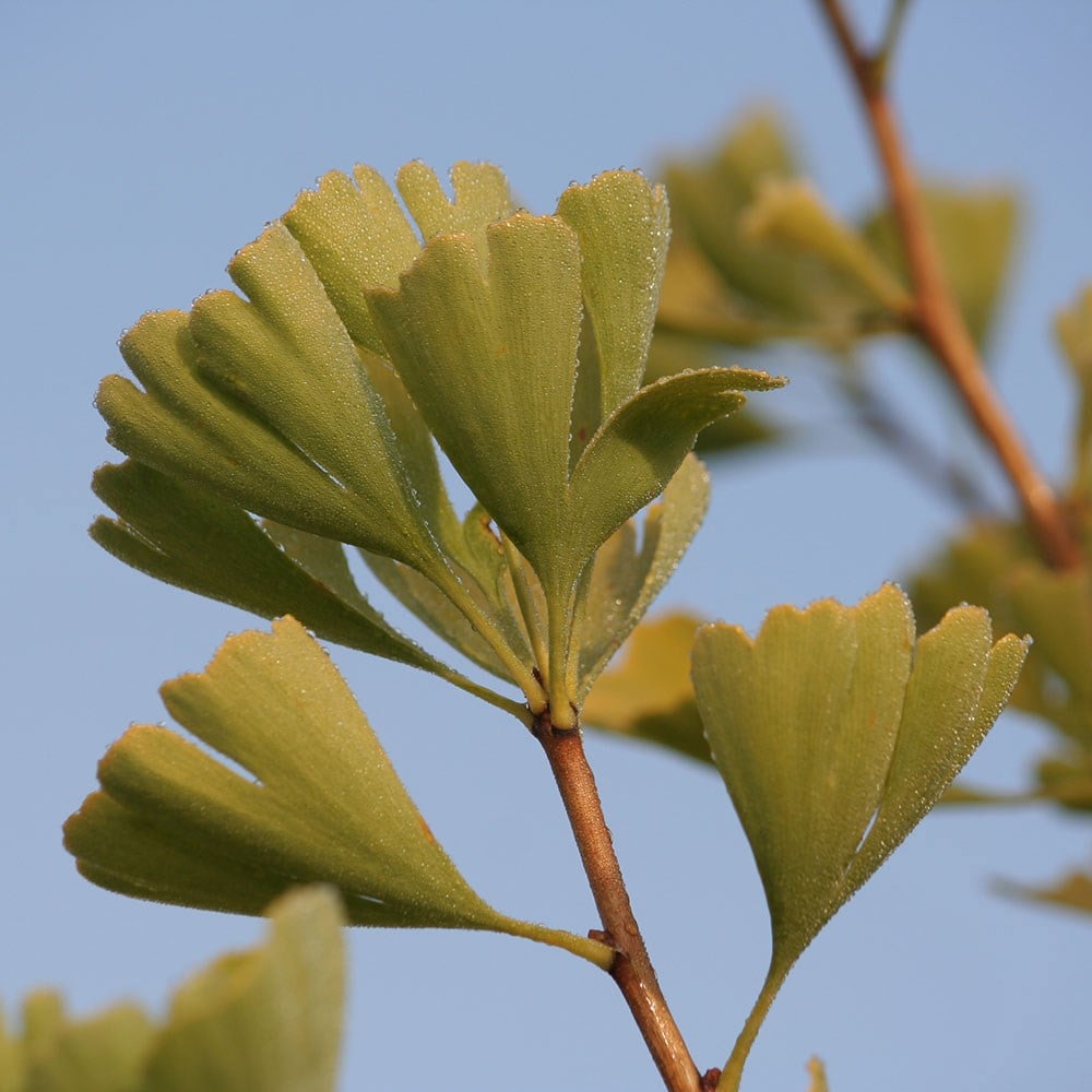 maidenhair tree