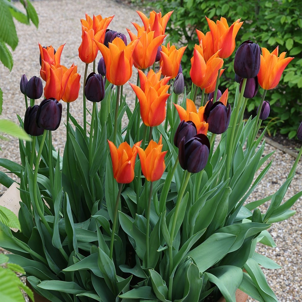 Product options image