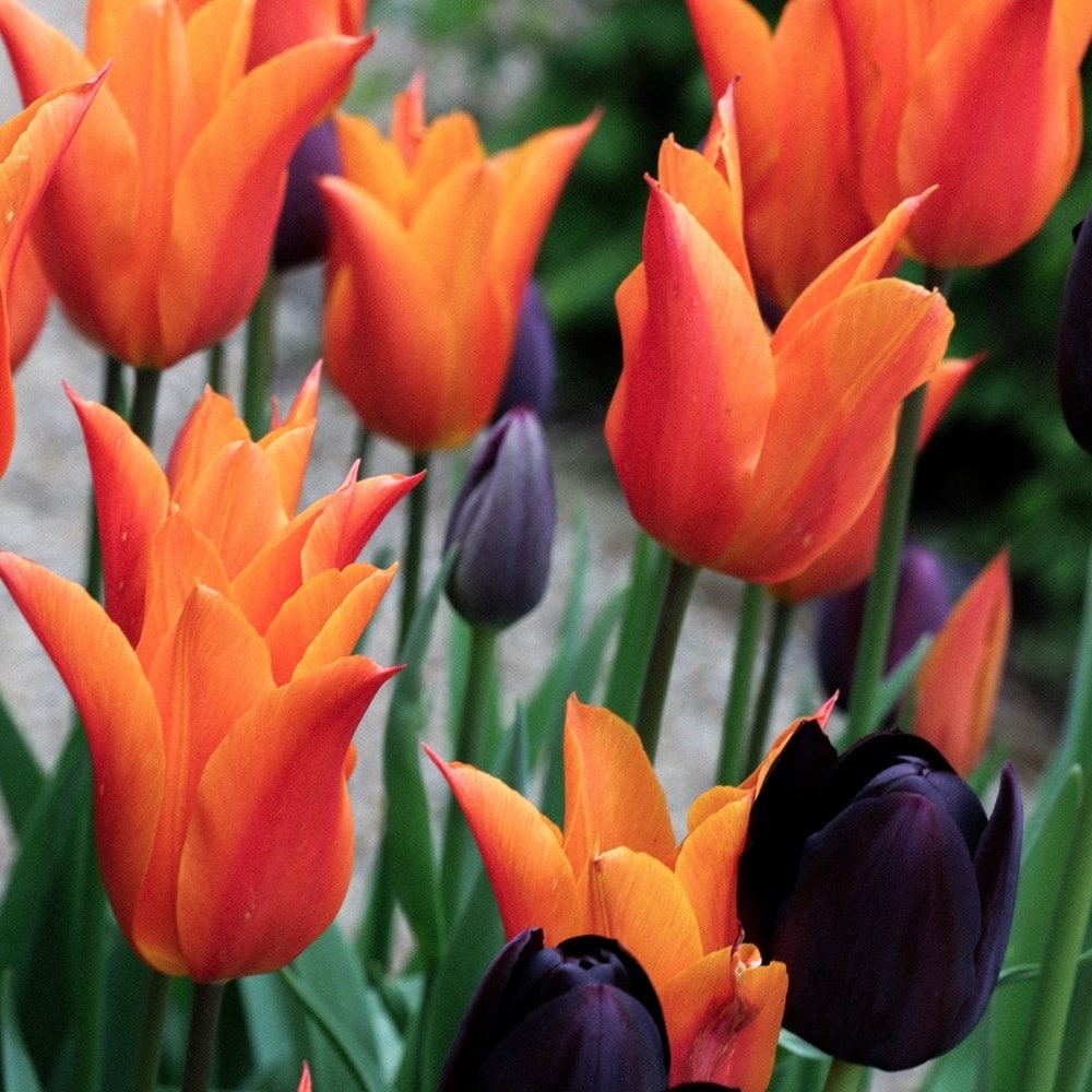 Chocolate orange tulip collection