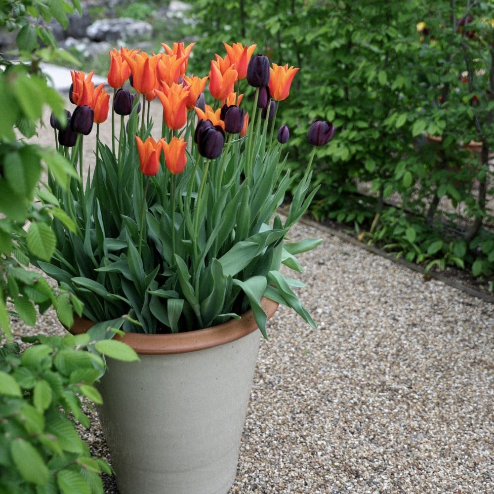 Chocolate orange tulip collection