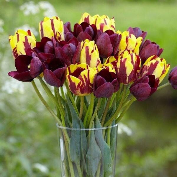Tulipa Helmar & Ronaldo collection