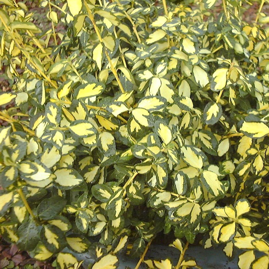 evergreen bittersweet