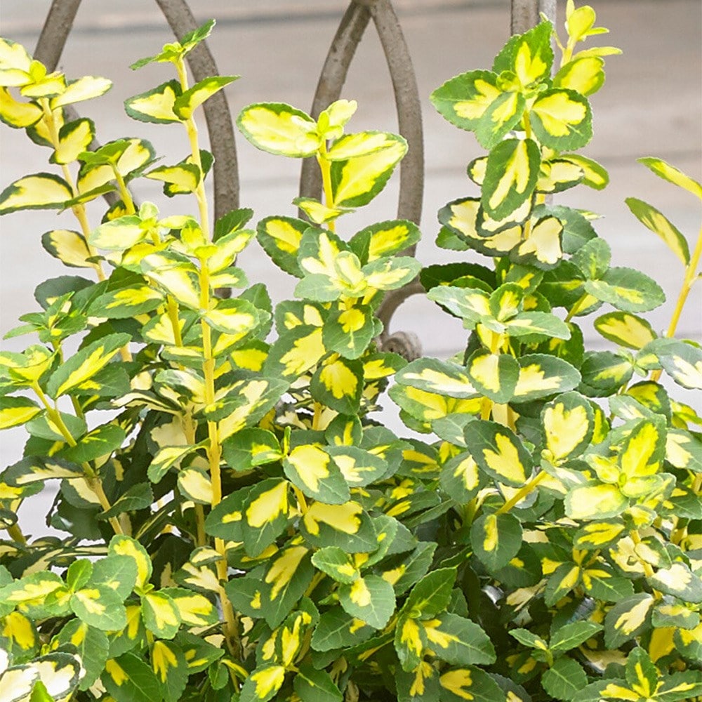 <i>Euonymus fortunei</i> <b class=small-caps>Blondy</b> ('Interbolwi') (PBR)