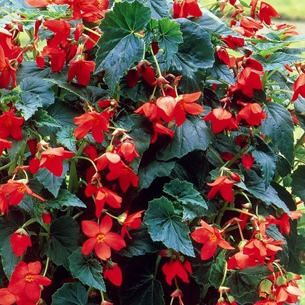 Begonia Firebush