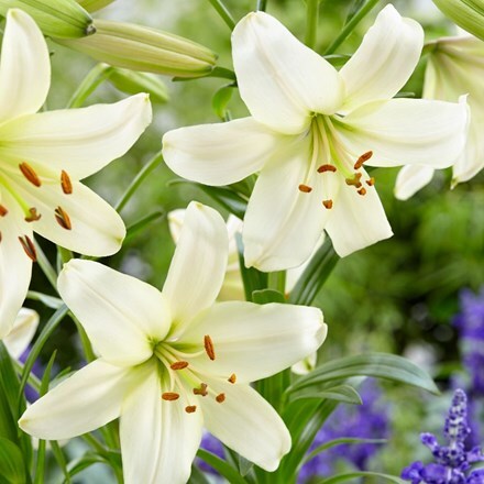 Buy lily bulbs Lilium Pearl White: £3.99 Delivery by Crocus