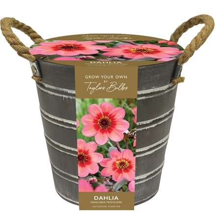 Outdoor dahlia bucket