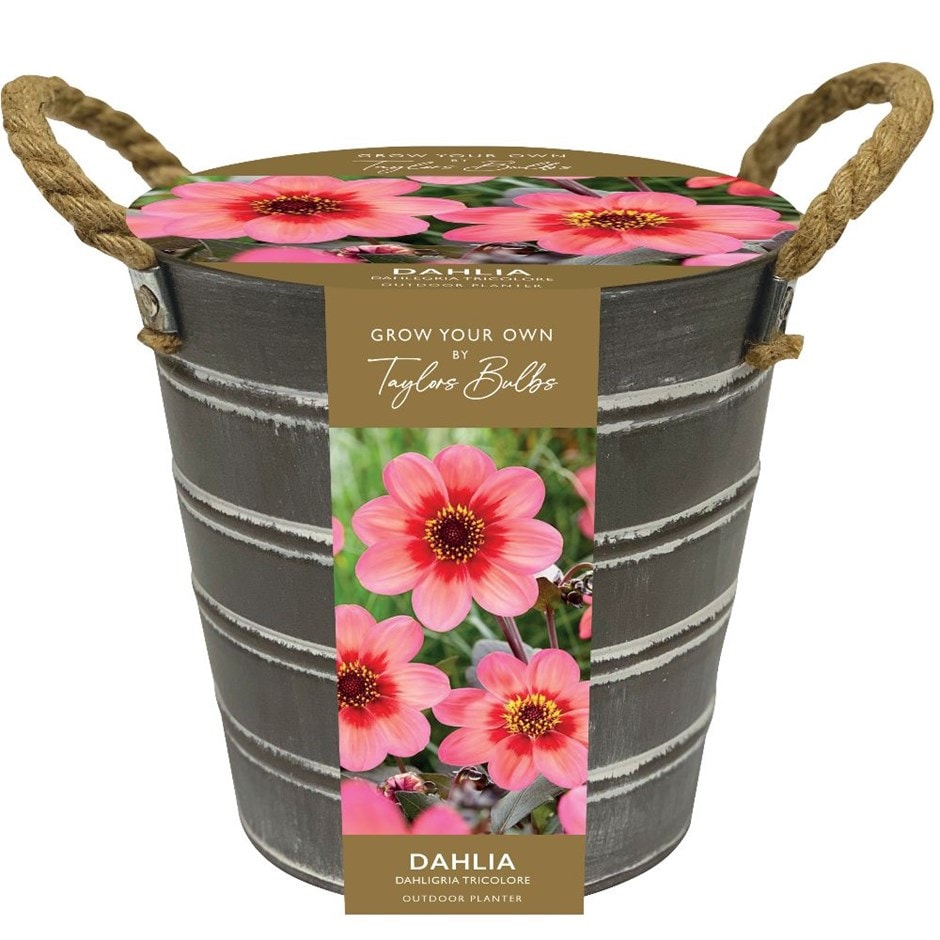 <i>Outdoor dahlia bucket</i> 