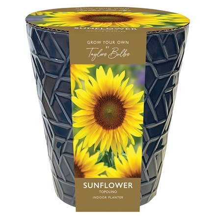Indoor sunflower pot