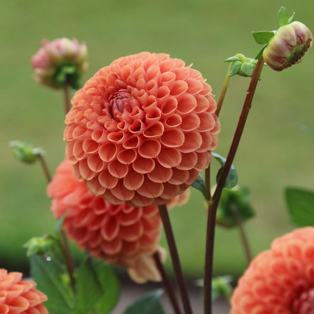 Product options image