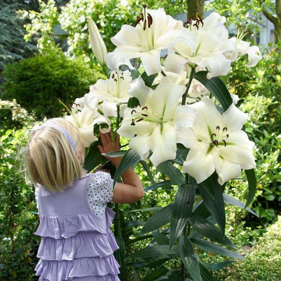 skyscraper lily bulb