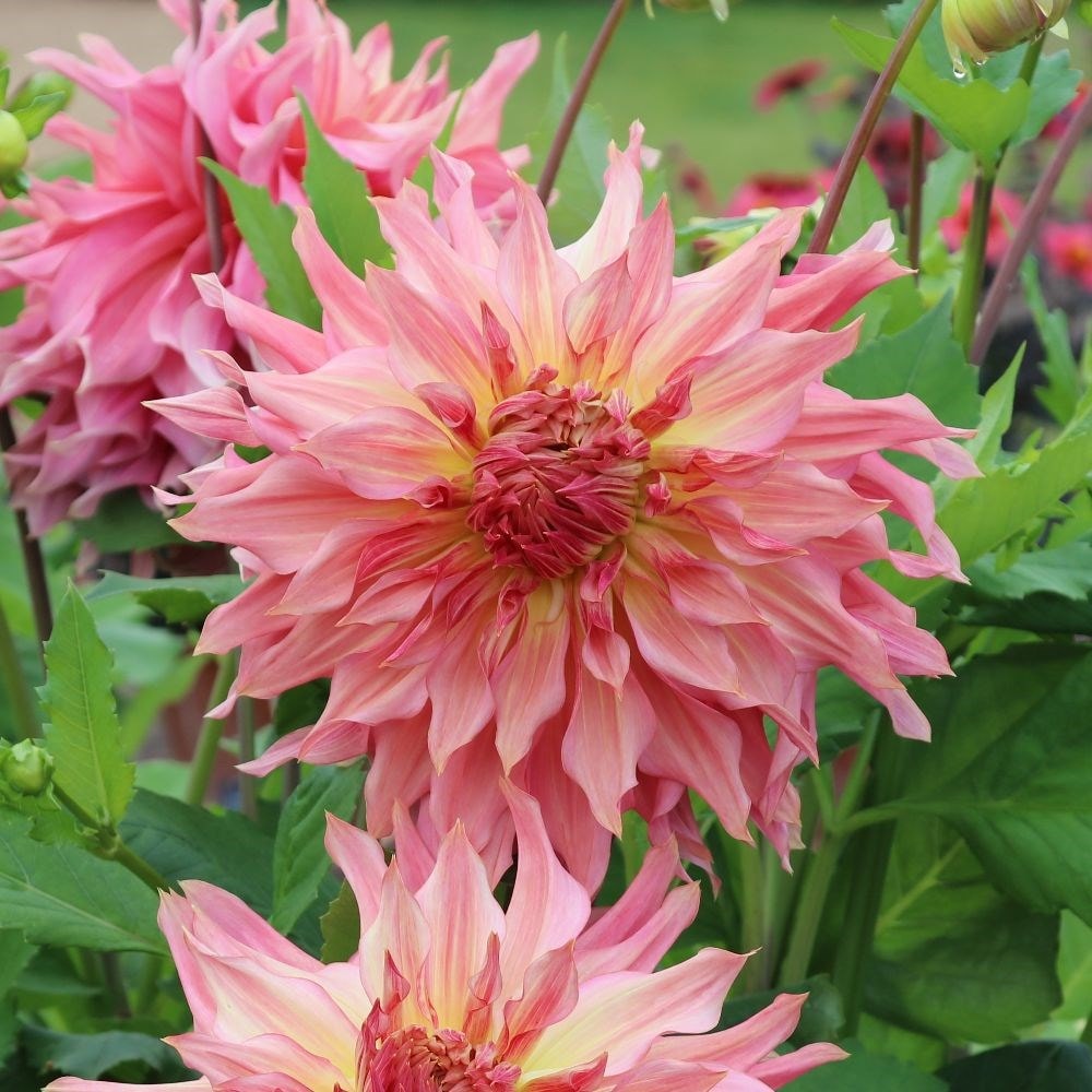 decorative (dinnerplate) dahlia