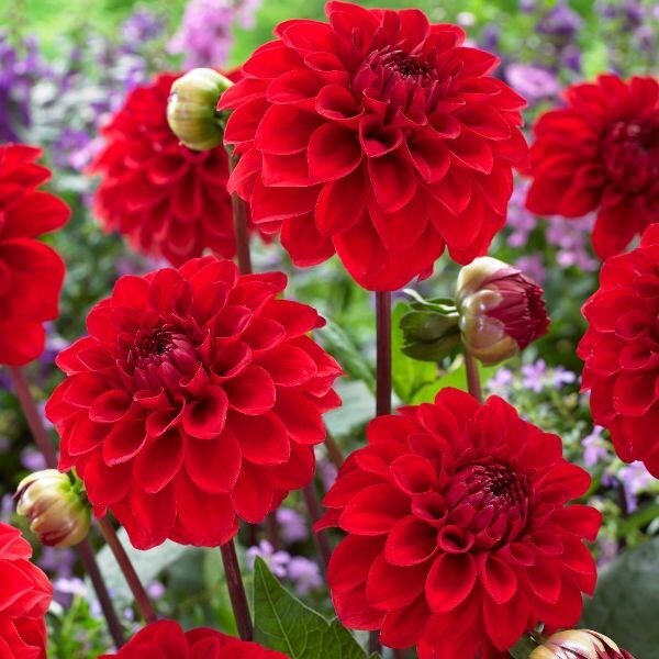 Dahlia Red Cap