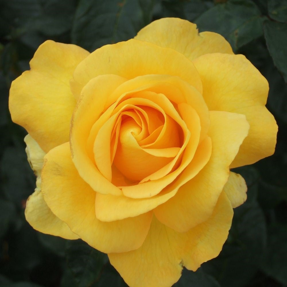 rose My lovely Mum (syn. Keep Smiling) (hybrid tea)