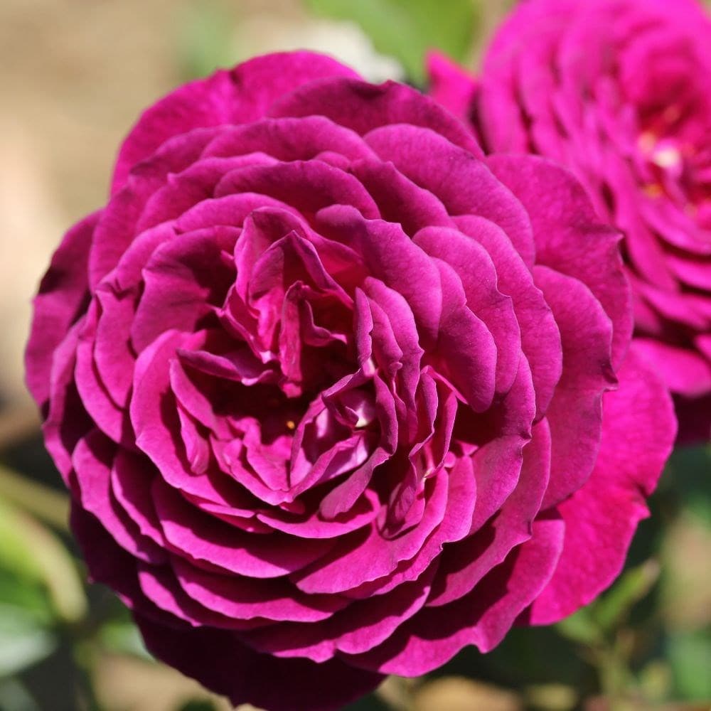 rose Ebb Tide (shrub)
