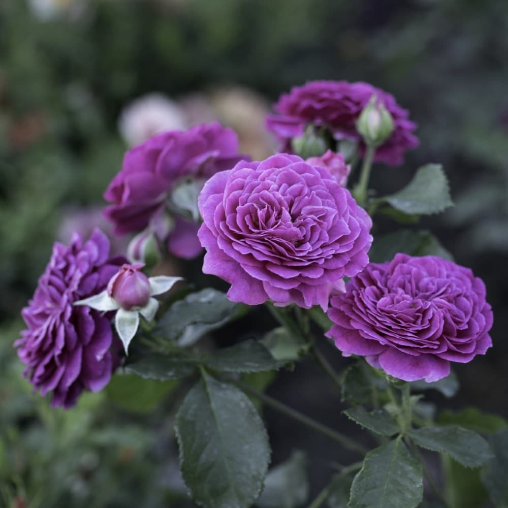 <i>Rosa</i> <b class=small-caps>Ebb Tide</b> ('Weksmopur') (PBR) | Floribunda Shrub Rose