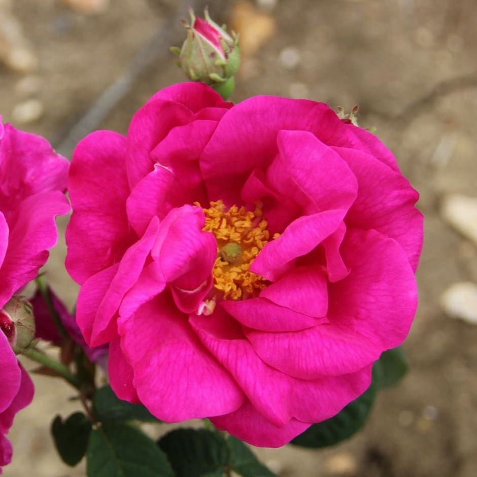 <i>Rosa gallica</i> var. <i>officinalis</i>