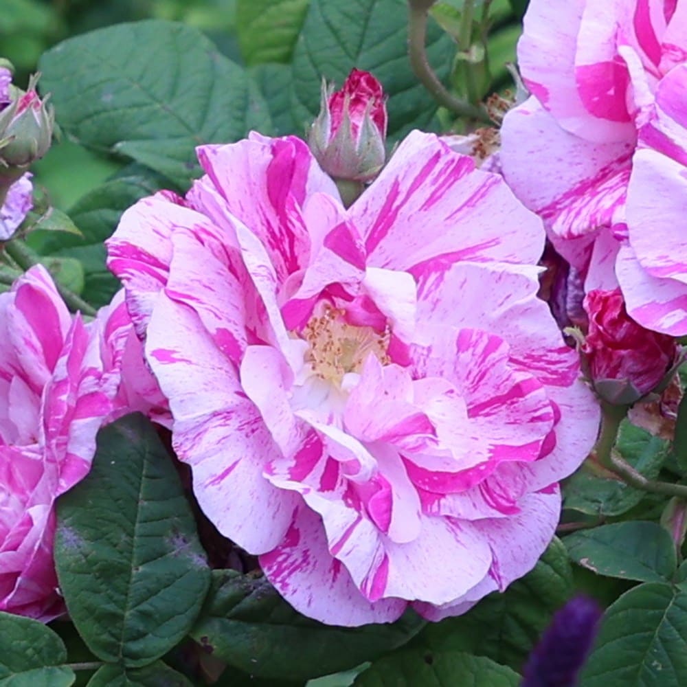 <i>Rosa gallica</i> 'Versicolor'