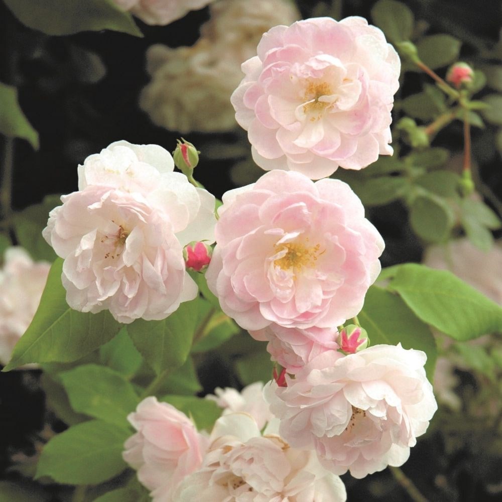Rosa Noisette Carnée | Climbing Rose