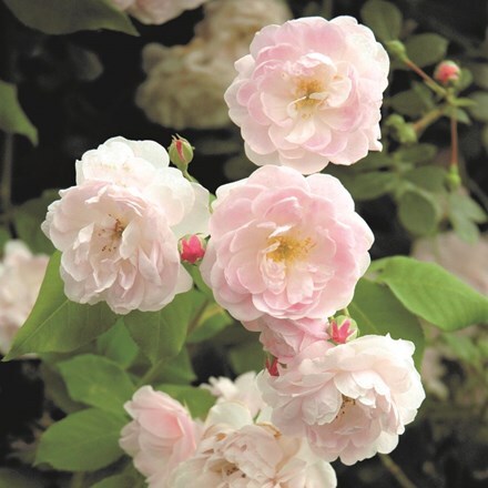 Rose 'Blush Noisette' (Climbing rose) – Rootstock