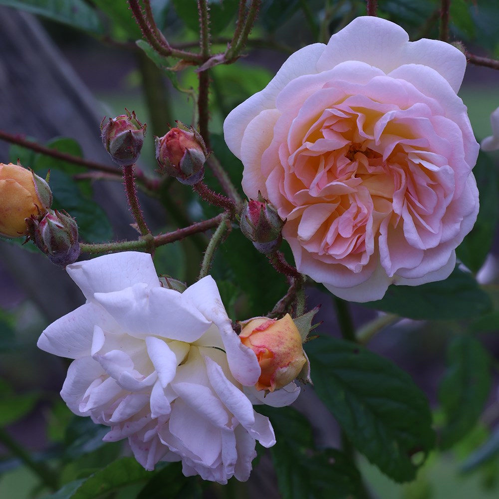 Rosa Ghislaine De Féligonde | Rambling Rose