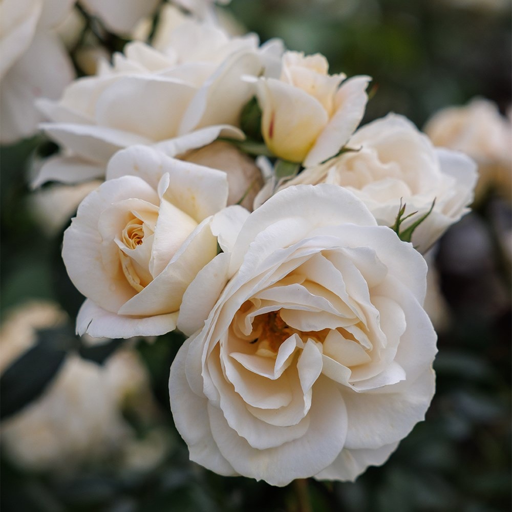 rose Champagne Moment (floribunda)