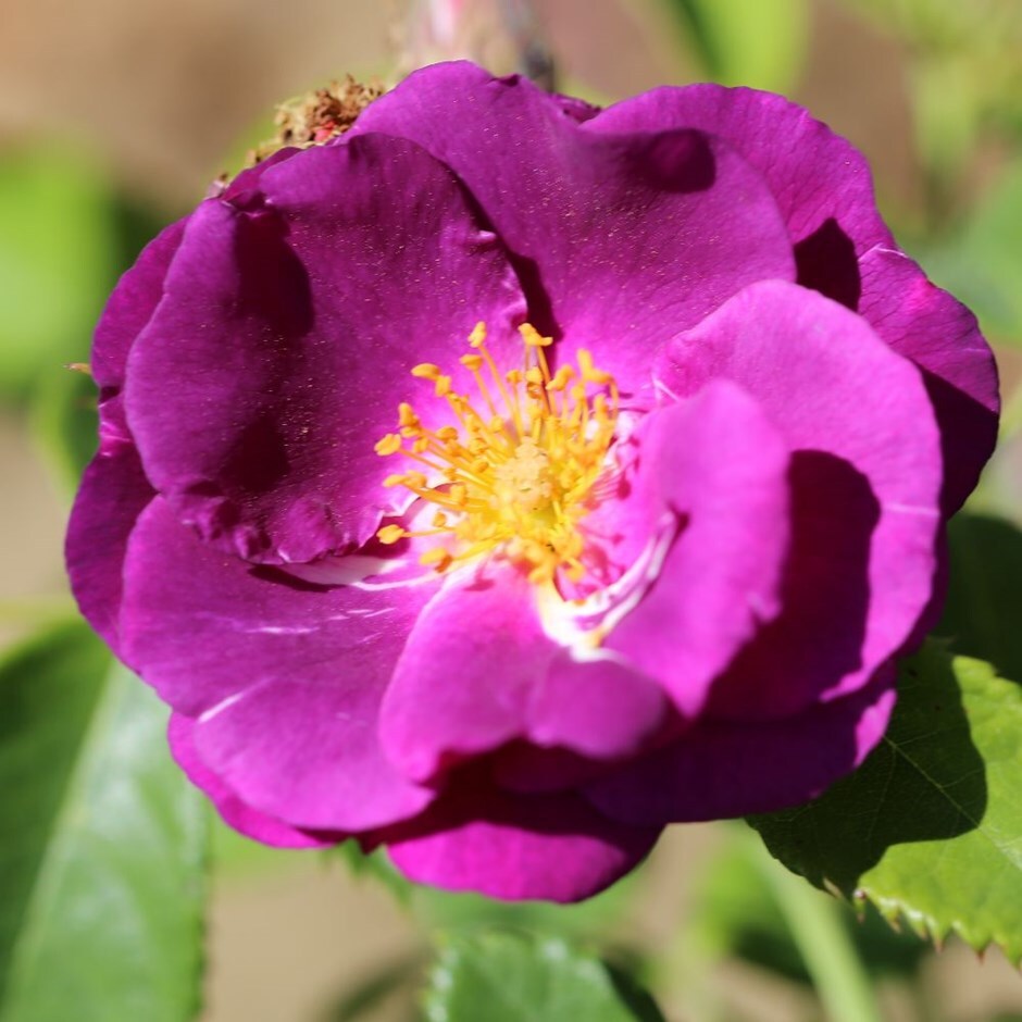 Rose of the Year 2003 - rose Rhapsody in Blue (floribunda)