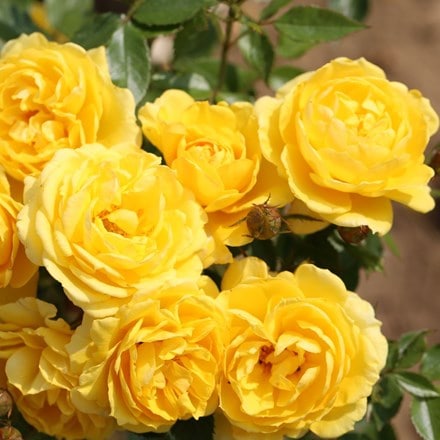Rosa Golden Wishes ('Poulsun')