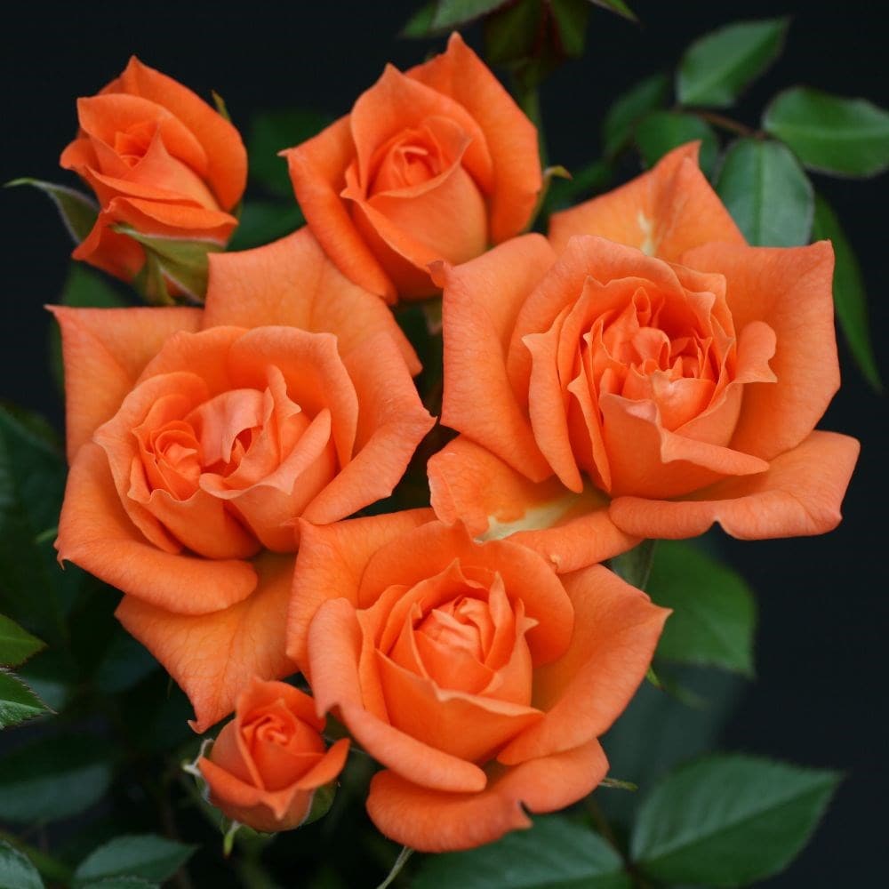 <i>Rosa</i> <b class=small-caps>Wildfire</b> ('Fryessex') | Patio Rose
