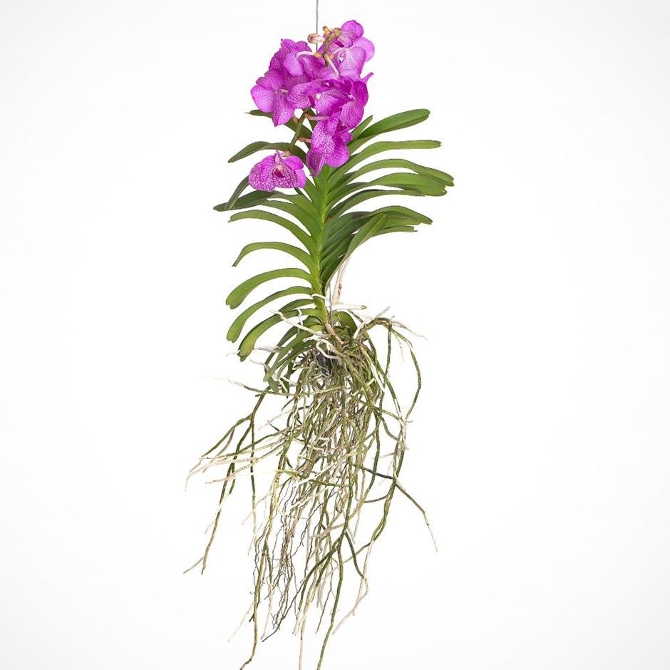 Buy vanda orchid Vanda Nitaya Candy Pink: £79.99 Delivery by Crocus