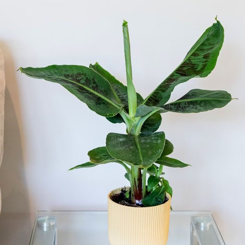 Product options image