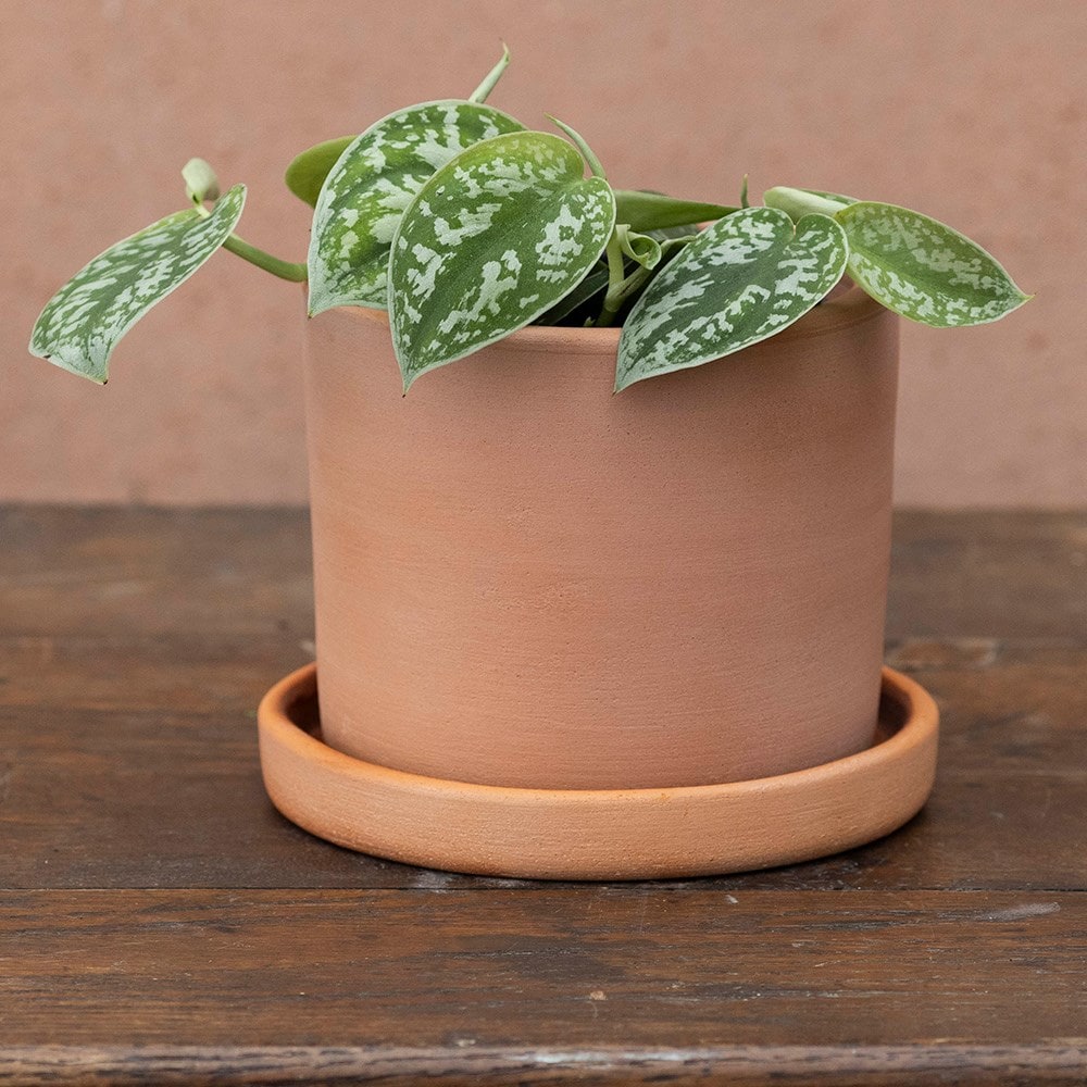 Product options image