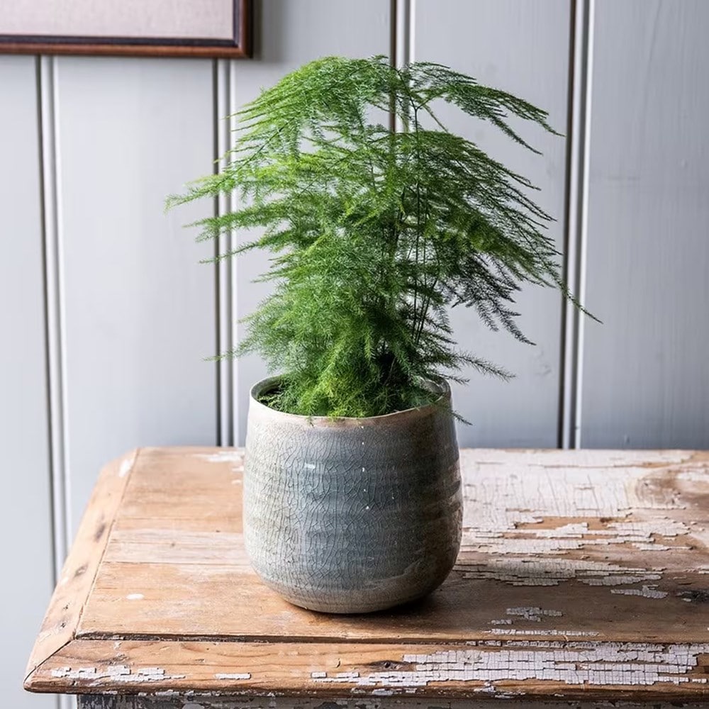 Product options image