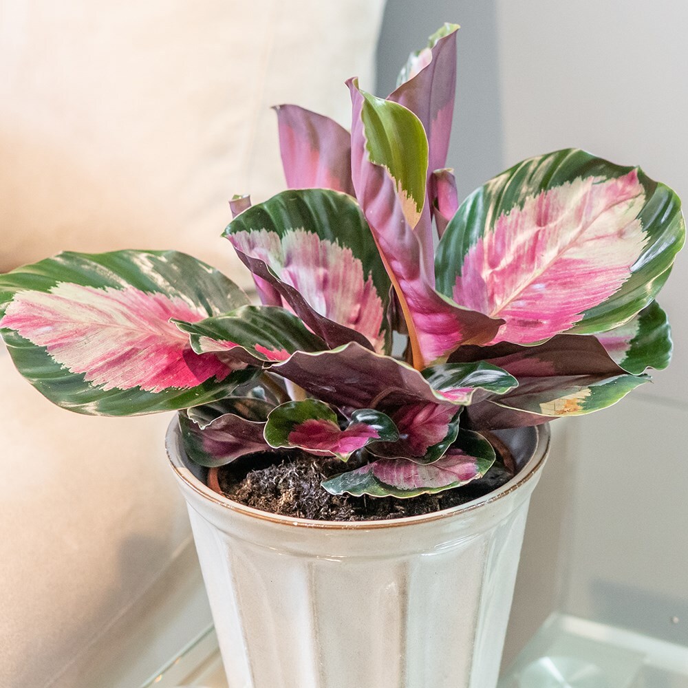 Buy calathea Goeppertia picturata 'Roseo-Picta': Delivery by Waitrose ...