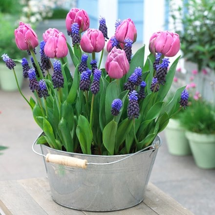 Pre-planted drop in bulbs for a designer pot - Purple & blue