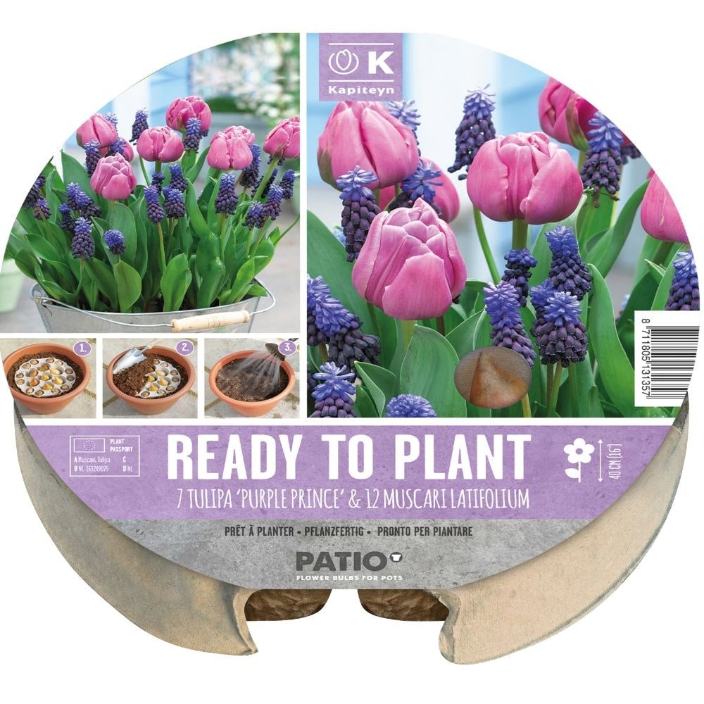 Pre-planted 'drop in' bulbs for a designer pot - Purple & blue