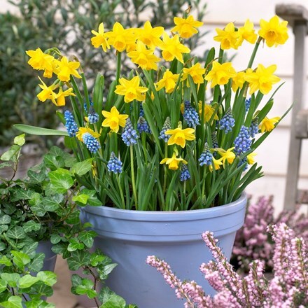 Pre-planted drop in bulbs for a designer pot - Yellow & blue