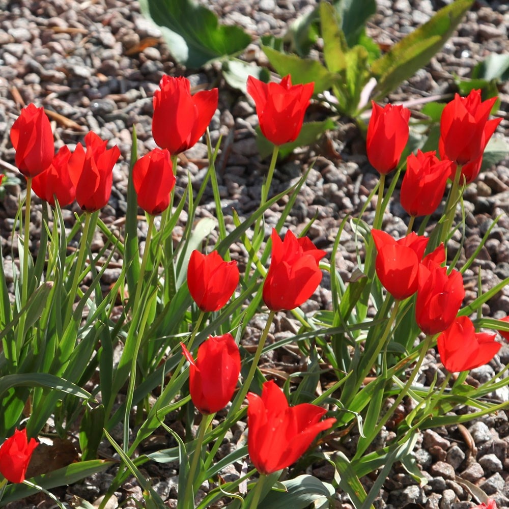 <i>Tulipa linifolia</i> (Batalinii Group) 'Red Hunter'