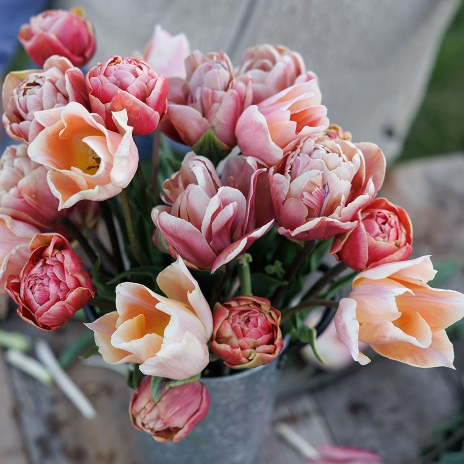tulip collection