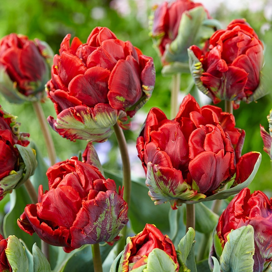 <i>Tulipa</i> 'Rococo Double'